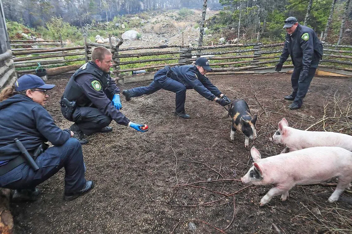 An SPCA officer unsuccessfully reaches for a pig while removing them from an evacuation zone during wildfire evacuations in Shelburne County, Nova Scotia, Canada, June 3., 2023. Communications Nova Scotia/Handout via REUTERS NO RESALES. NO ARCHIVES. THIS IMAGE HAS BEEN SUPPLIED BY A THIRD PARTY.