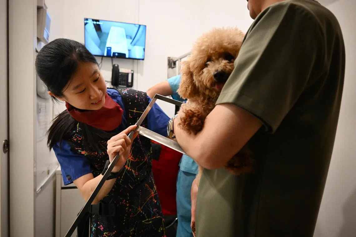 Dr Thomas Cheong (right) carrying Milo as the nurse prepares him for an X-Ray.