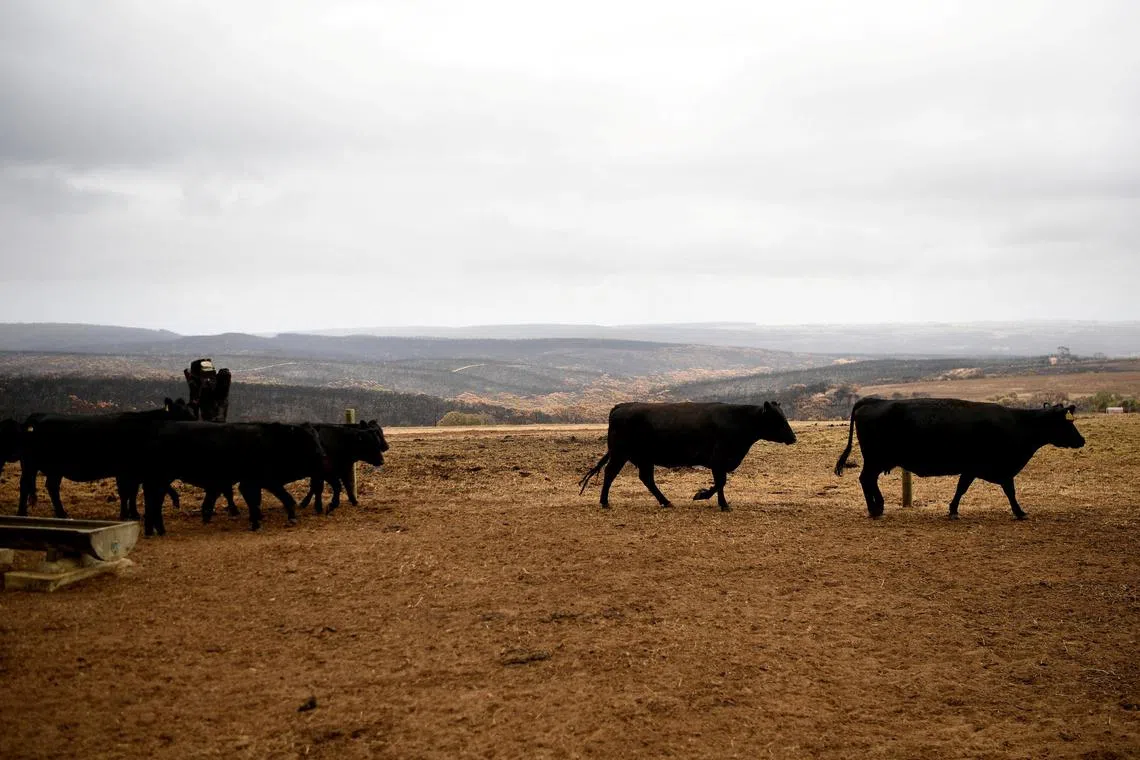 FILE PHOTO: Cattle at a farm on Kangaroo Island, Australia January 20, 2020. Picture taken January 20, 2020. REUTERS/Tracey/File Photo