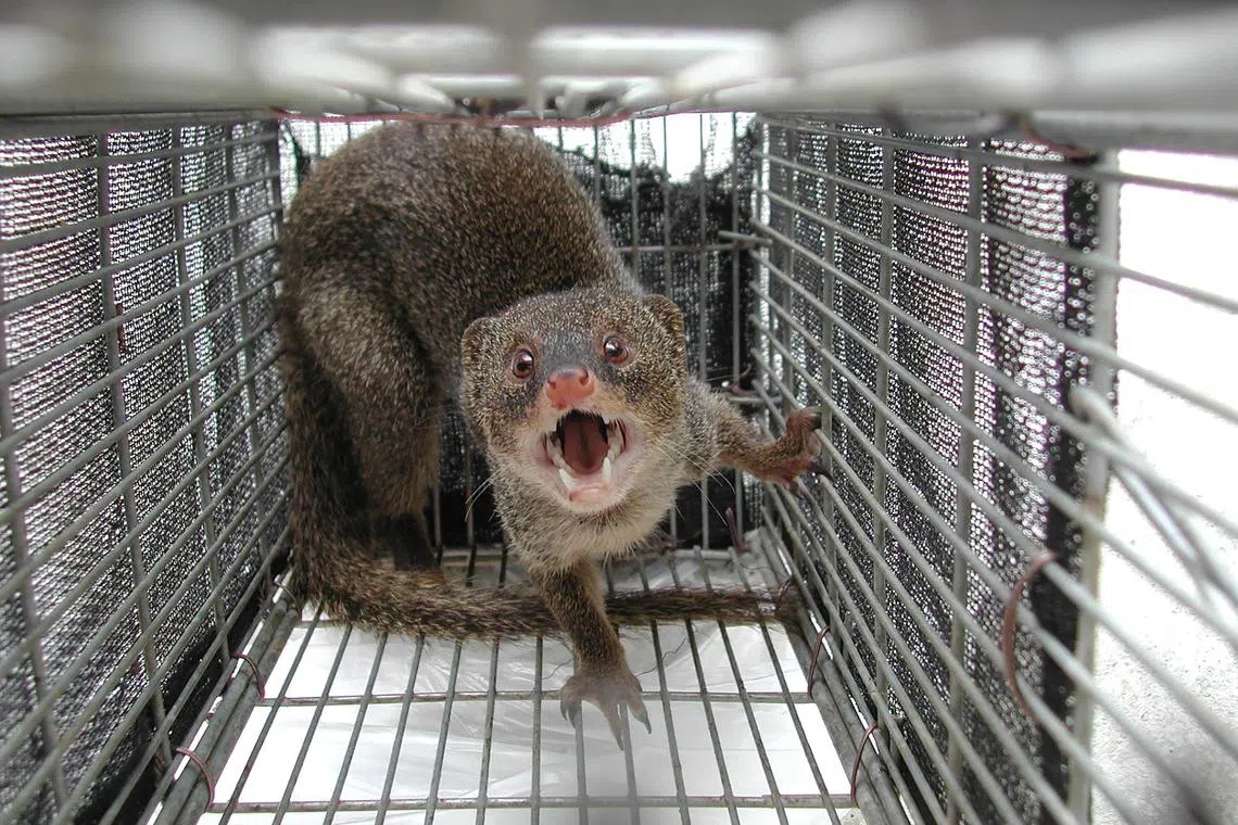 The mongoose population had exploded to around 10,000 by 2000 and Japanese authorities began a programme of eradication.
