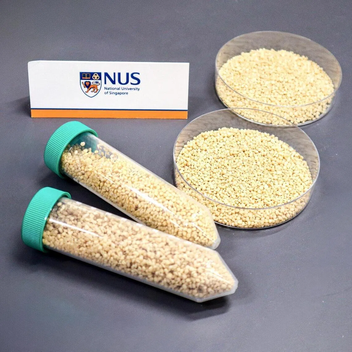 The oral vaccine developed by researchers from the National University of Singapore can be mixed into fish feed, providing an effective and easy-to-administer solution to boost immunity against the nervous necrosis virus.