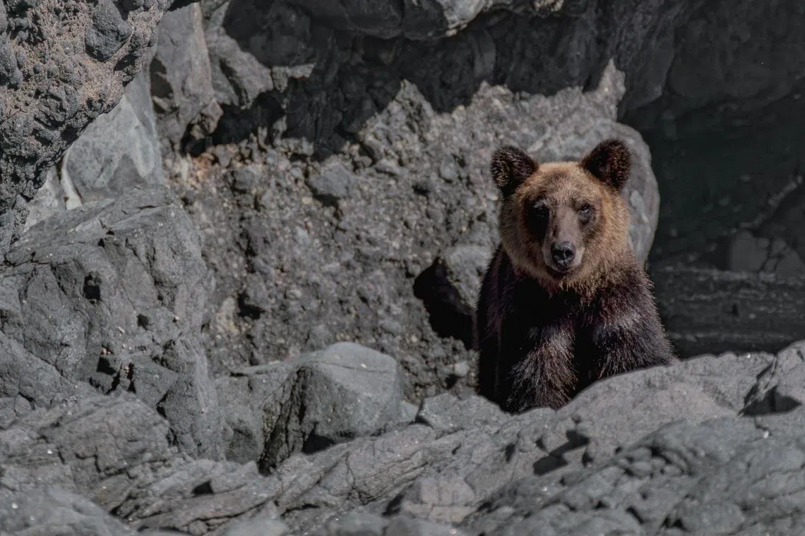 In the fiscal year to March 31, Japanese authorities confirmed more than 50,000 bear sightings nationwide.