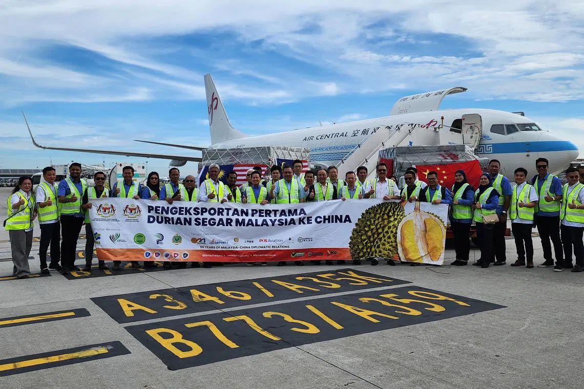hzdurian - Malaysia sent its first shipment of fresh durian to China on August 24, two months after both countries signed a deal expanding Malaysia’s exports from just durian products and frozen whole durians.

CREDIT: HAZLIN HASSAN