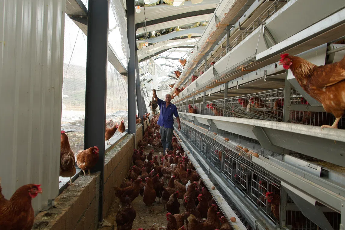 Osbourne Brumley, an egg farmer, stands at his ‘hurricane-proof’ egg-producing facility that was destroyed by Hurricane Melissa, in New Holland, St. Elizabeth Parish, Jamaica, November 1, 2025.  REUTERS/Maria Alejandra Cardona