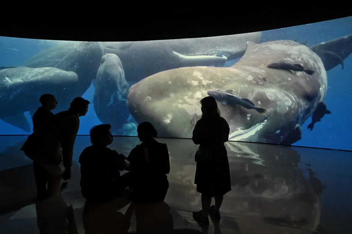 Sensory Odyssey, which opens on May 27 at Artscience Museum, will feature 8K resolution projections of nature’s marvels including the giant sperm whale. 