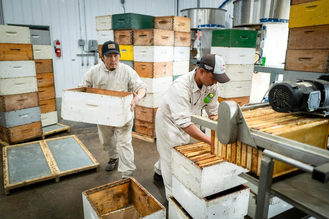 Rain and US President Donald Trump’s trade war have combined to threaten Canada’s honey industry.