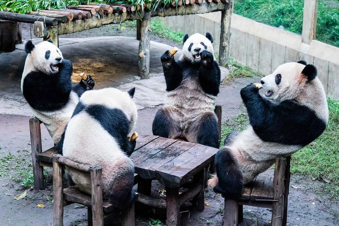 Pandas eating inside their enclosure at a zoo in China's southwestern Chongqing municipality, Dec 2, 2023.