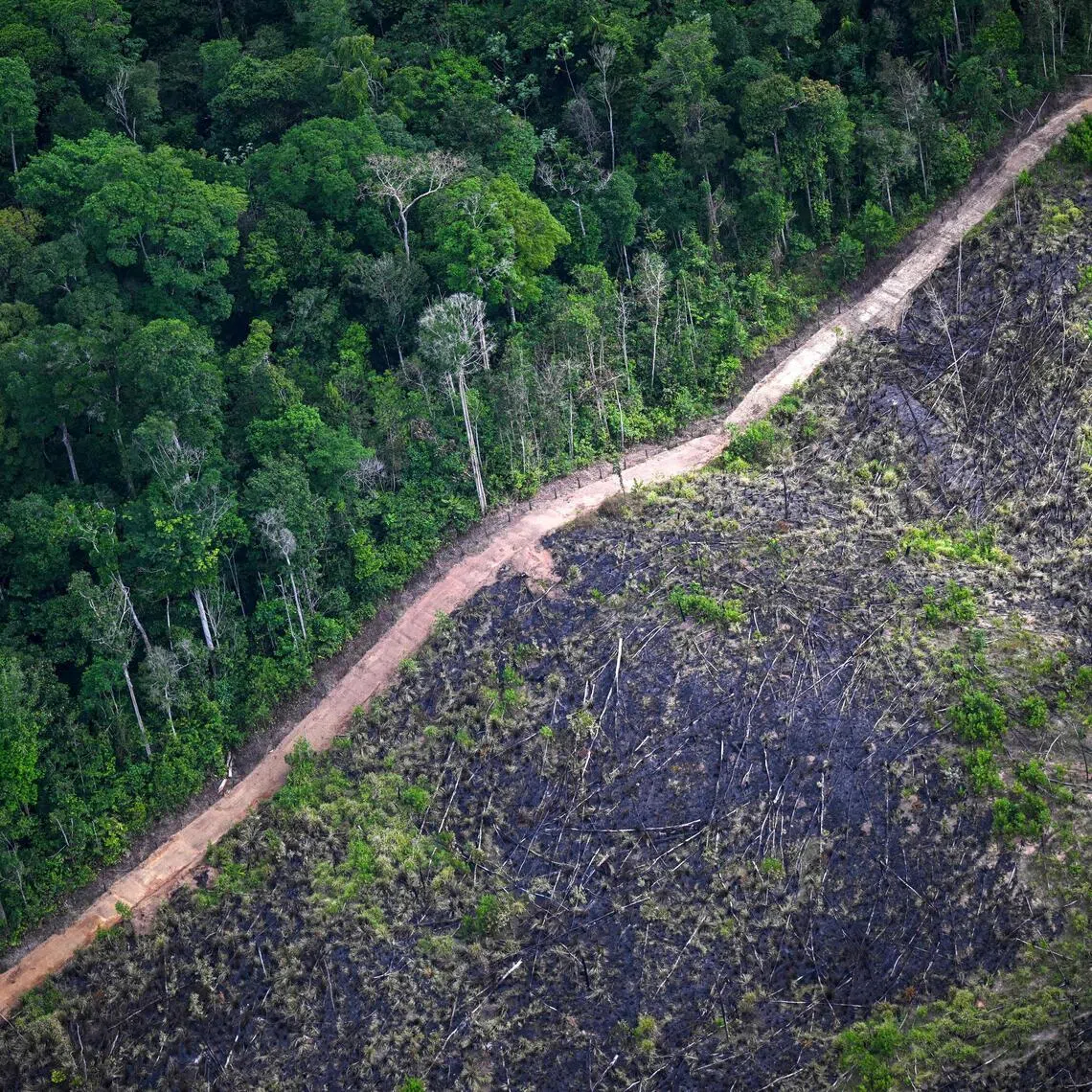 In the Amazon, the world’s largest rainforest, where deforestation slowed by 23.5 per cent, five trees are still felled every second.