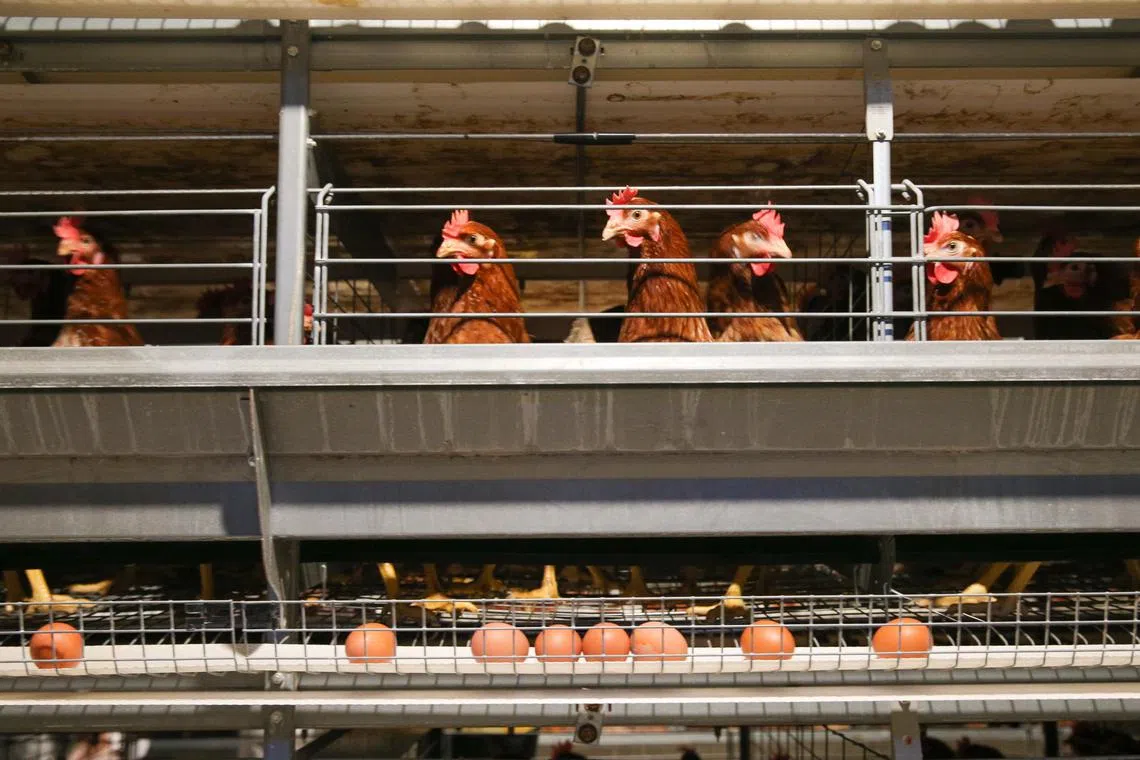 ST20230106_2023954583746/sbegg/Shabana Begum Nazeer/Ryan Chiong
Caged chickens and eggs at Chew's Agriculture.
Chew's Agriculture, a local egg farm, showcased the automation and scientific efforts to raise production and nutrition of locally-produced eggs on a tour held on 6 Jan 2023.
Can be used for articles about chickens, eggs, prices, groceries.