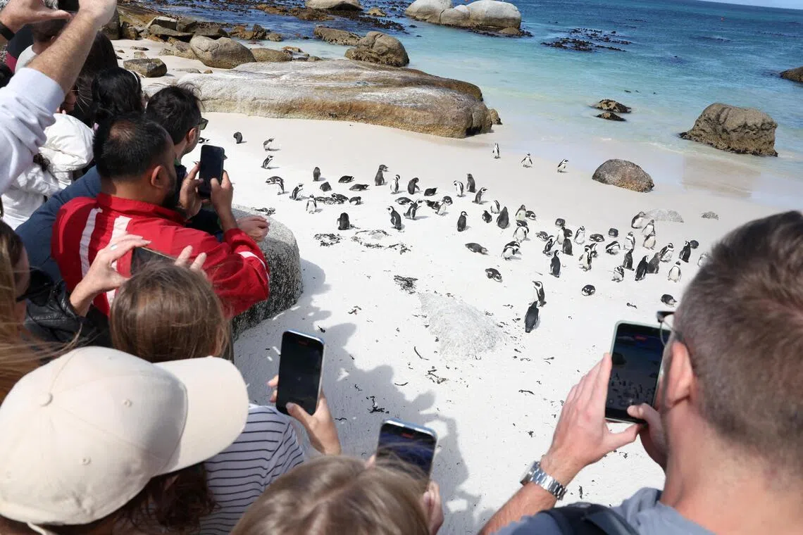 The birds are a strong attraction for tourists to South Africa, with thousands of people visiting colonies each year. 