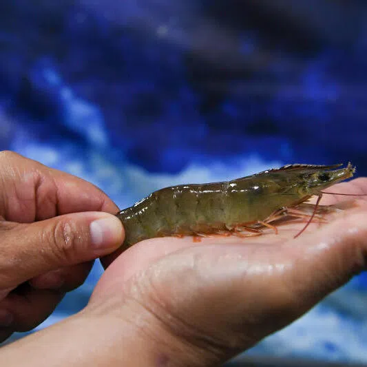 The humble prawn is big money for Ecuador, which sold more than US$8 billion worth last year, more than India, Vietnam and Indonesia combined.