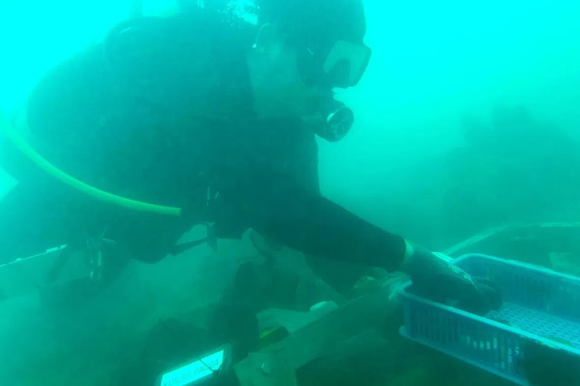 Marine biologist Huang Danwei transplanting coral fragments onto a man-made reef off Kusu Island.