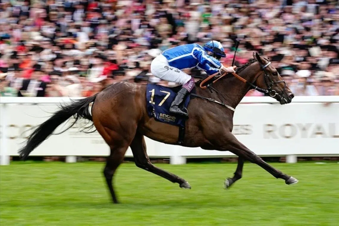 Venetian Sun has been a revelation over the six furlongs in both England and France, seen here annexing the Group 3 Albany Stakes (1,200m) at Royal Ascot with regular partner Clifford Lee aboard in 2025.
