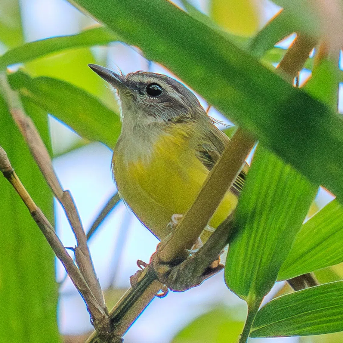 The yellow-bellied warbler at Dairy Farm Nature Park on Sept 24.