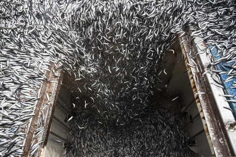 Peru is the Saudi Arabia of anchovies, a critical element in the global aquaculture industry. A Peruvian ban on anchovy fishing is expected to drive prices of bigger farmed fish worldwide, says the writer.