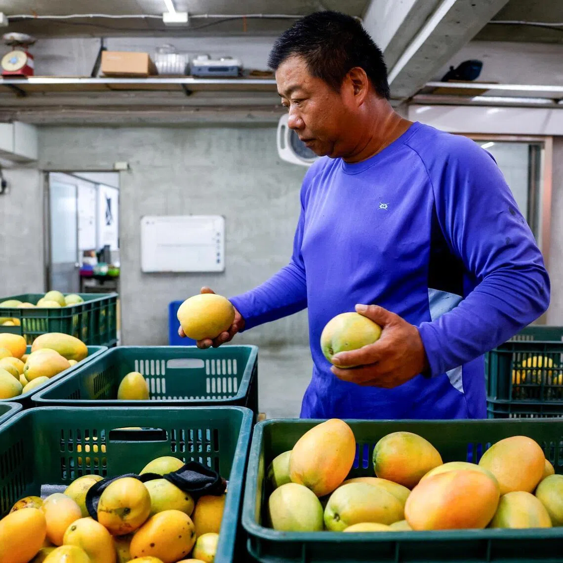 A worker sorts Summer Snow mangoes at a packing facility in Taitung, Taiwan.