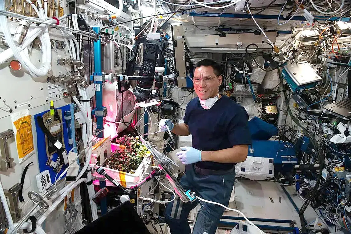 Dr Francisco Rubio with some tomato plants that were grown inside the International Space Station in October 2022.