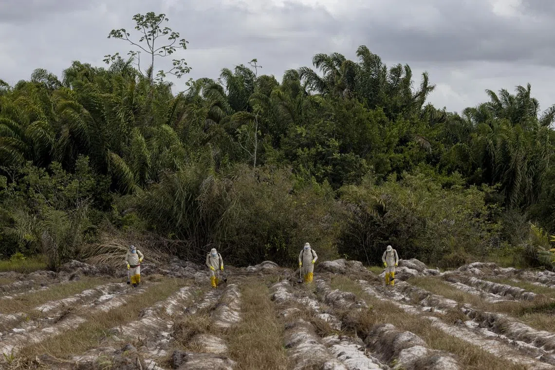 Re.green plans to restore native trees in deforested areas and sell credits that correspond to the carbon they lock away.