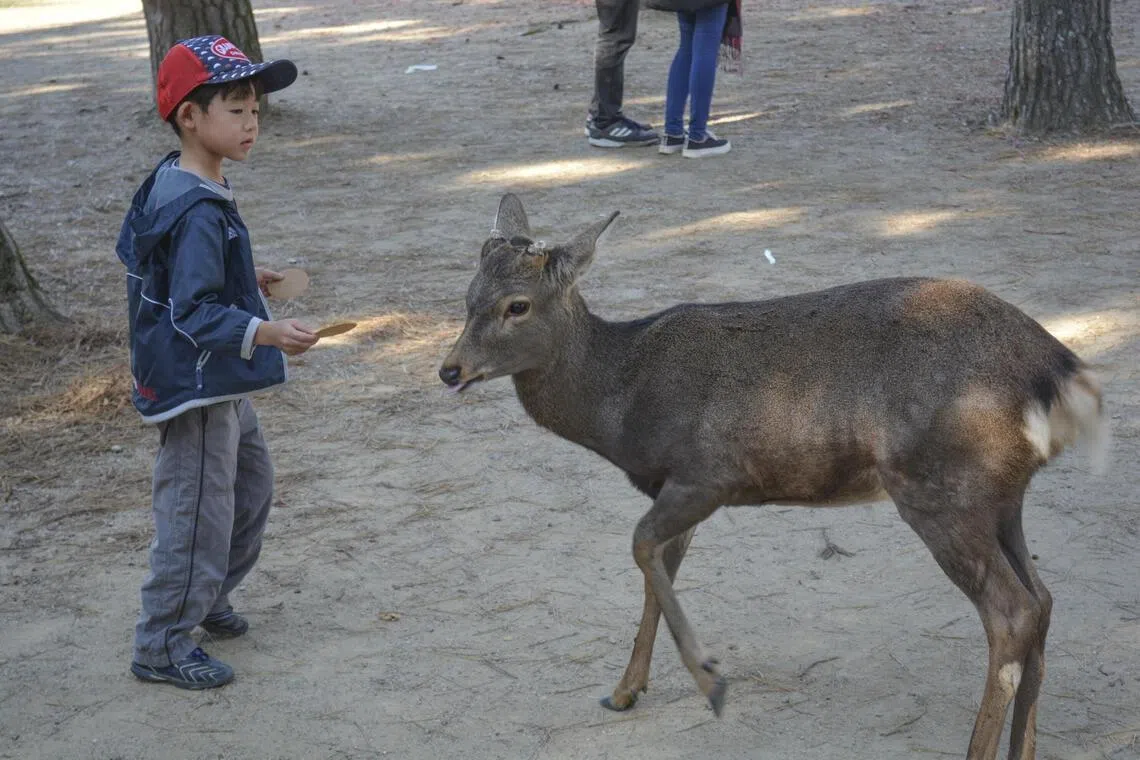 A deer in Nara being fed Shika Senbei crackers, which tourists can buy from vendors at the park. 