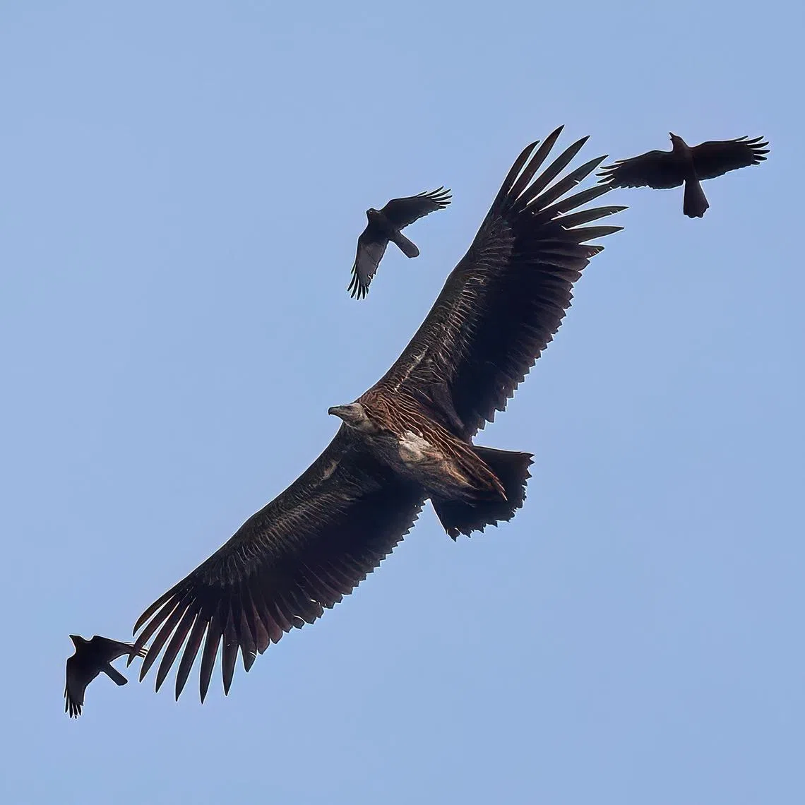 The Himalayan vultures were spotted at Maju Forest on Jan 4 and 5.        