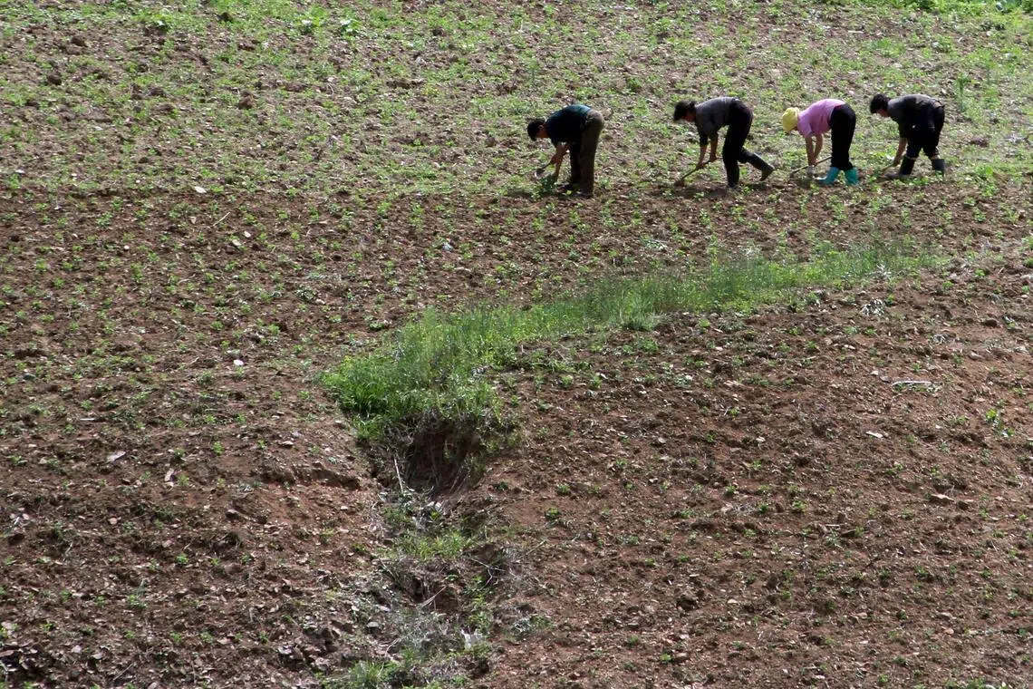 North Korea’s push for dry-field rice reflects drought concerns: Experts