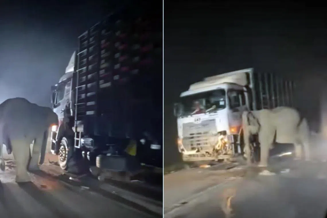 Human-elephant conflicts are pressing issues as they often involve lives and properties.