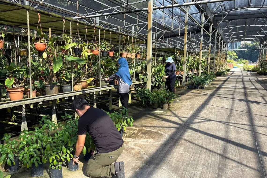 The National Parks Board (NParks) will roll out a revised tenancy model for new landscape and orchard nursery land plots by extending the first-term of three years to six years, providing more stability for businesses and room for long-term planning.