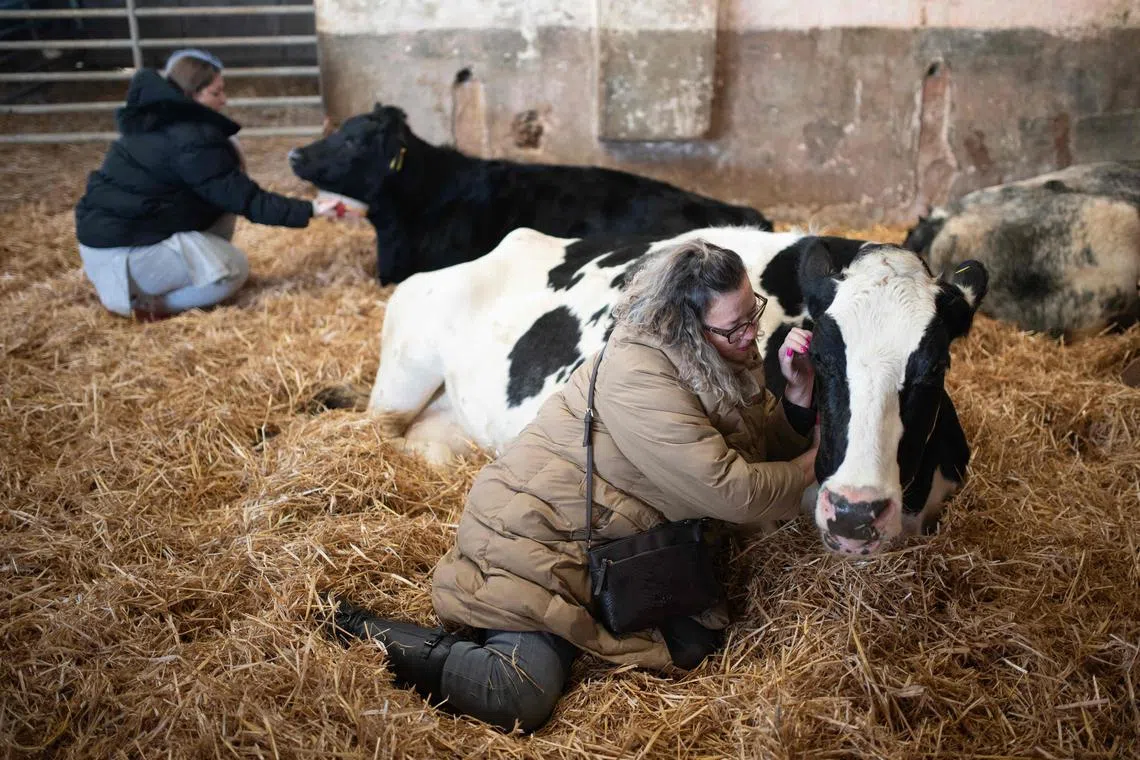 It took Dumble Farm over a year to train the cows to feel comfortable with cuddling, but now the animals have fully adjusted. 