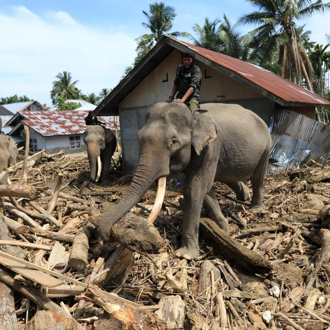 Forestry personnel use elephants to help clear debris in a flood-affected area in Pidie Jaya, Indonesia.