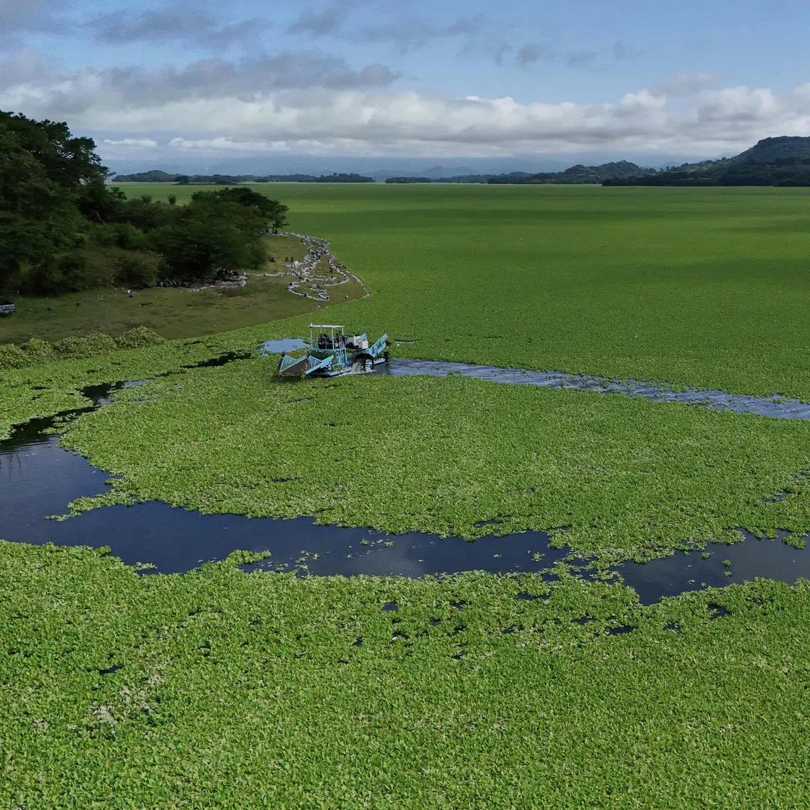 Government employees working to remove a huge carpet of aquatic plants (Pistia stratiotes) from Lake Suchitlan in El Salvador on Aug 12.