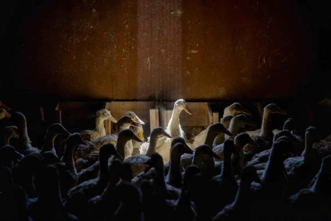 FILE — Ducks at Crescent Duck Farm in Aquebogue, N.Y., April 25, 2020. The highly infectious H5N1 strain has caused outbreaks across the country. Now, Long Island’s last duck farm must kill its entire flock and may go out of business, its owner said. (Johnny Milano/The New York Times)