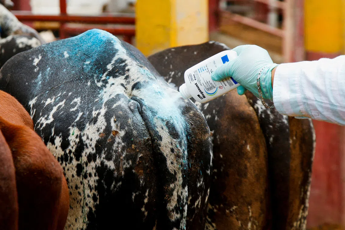 A worker applying sanitising talcum powder to livestock at a market in Mexico amid an increase in cases of screwworm since August.