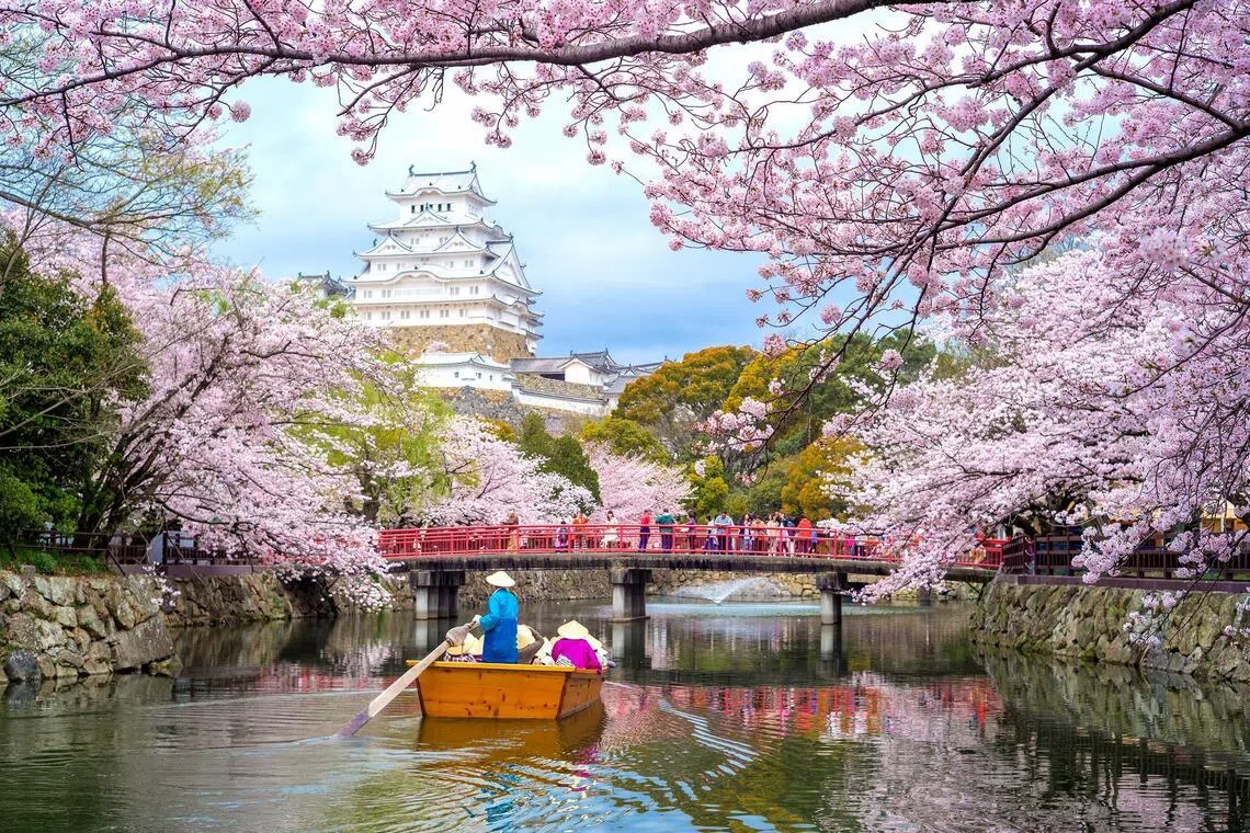 Japan’s 2026 sakura season set to be most affordable in years