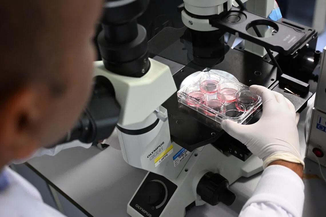 CIPHER deputy director Chrishan Ramachandra observing a cardiac organoid, a three-dimensional cluster of heart cells grown from Asian patients’ blood samples.