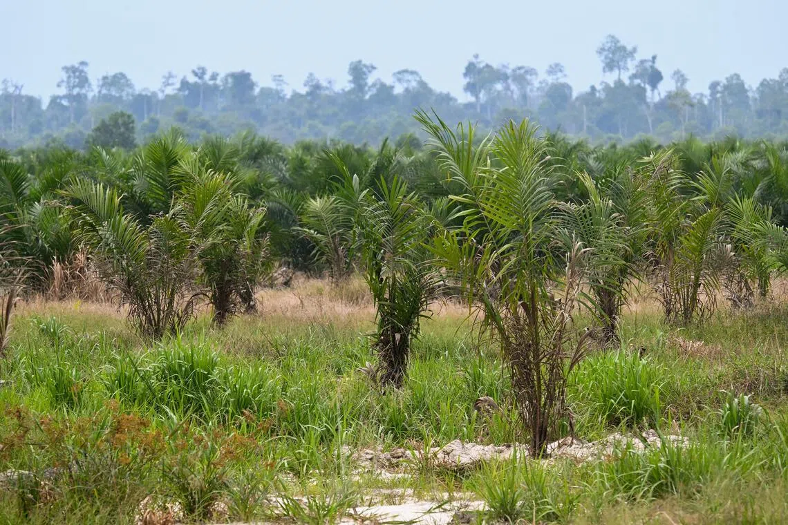Indonesia’s planned commodity exchange likely to cover palm oil, nickel, coal