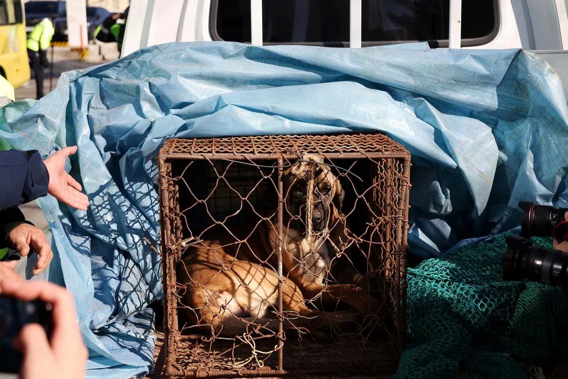 Most dog meat in South Korea is produced through 1,156 farms across the country.