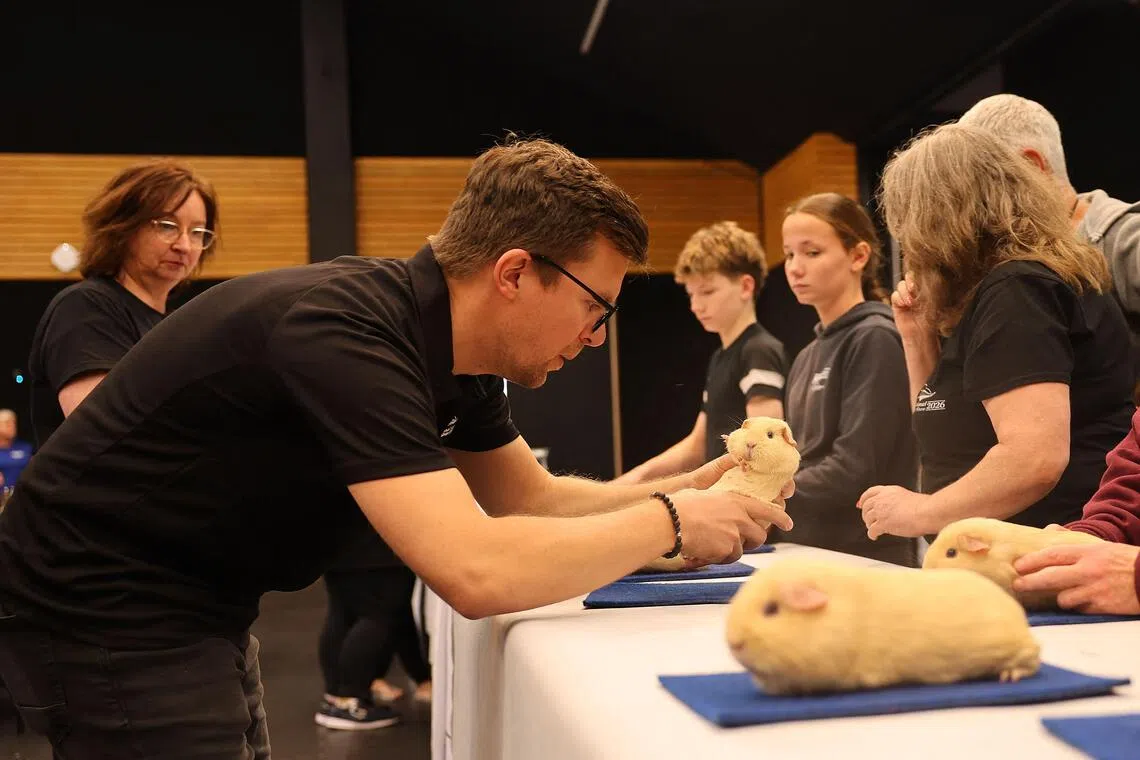 A judge examines a guinea pig during the New Zealand National Guinea Pig Show.