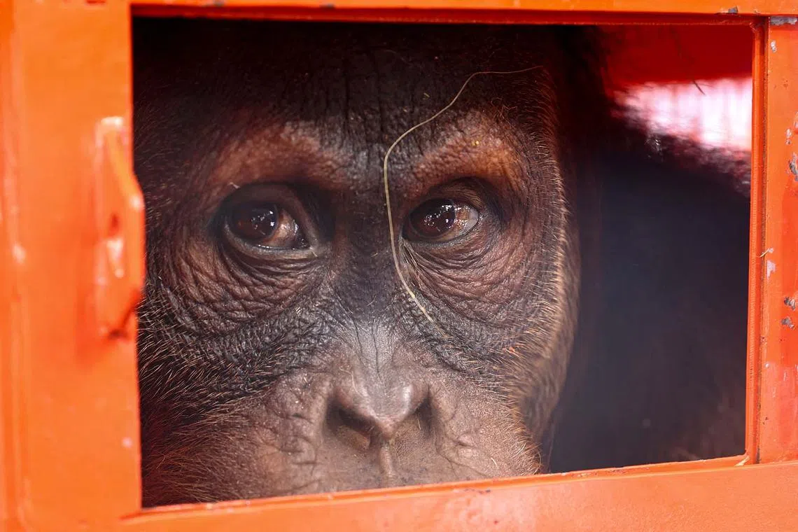 An orangutan, which was seized from the Thailand-Malaysia border, looking from a cage before being transferred to Indonesia, at Bangkok's Suvarnabhumi airport, Thailand, Dec 21, 2023. 
