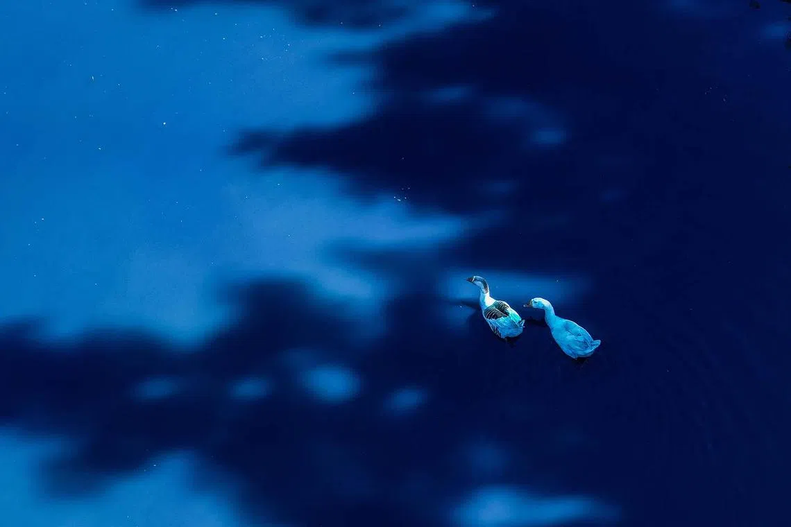 Ducks stained blue swimming in the Tulipas stream after an environmental accident in which a truck spilled chemical dye into the water that turned blue in Jundiai, some 60 km from Sao Paulo, Brazil on May 16, 2025. 