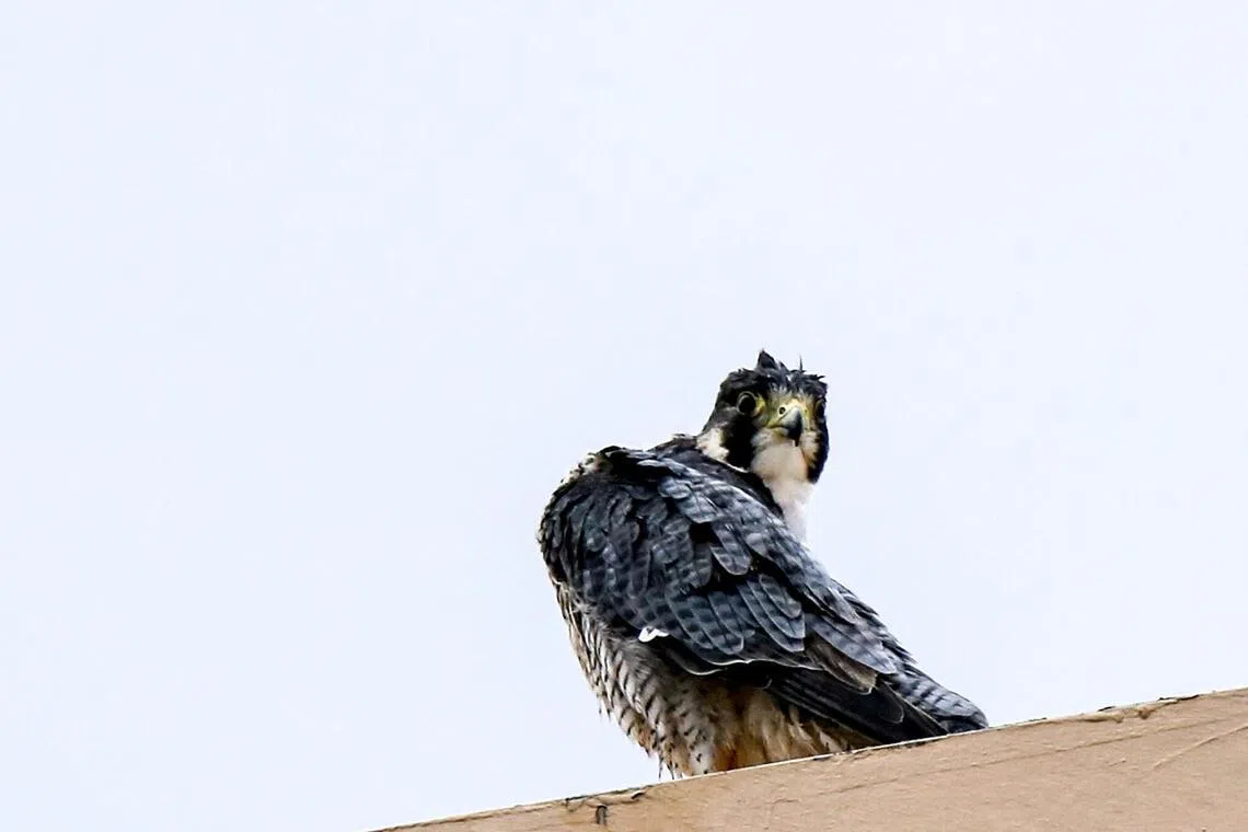 llfalcon - Falcon.
ST PHOTO: LINETTE LAI