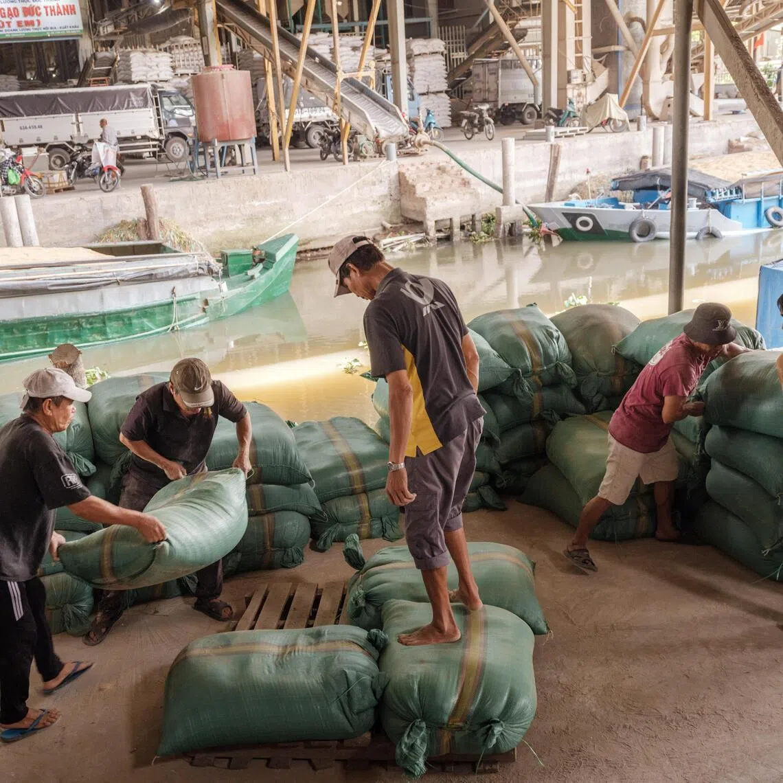 Sacks of rice being prepared for transport in My Thanh, Vietnam, on March 26. 