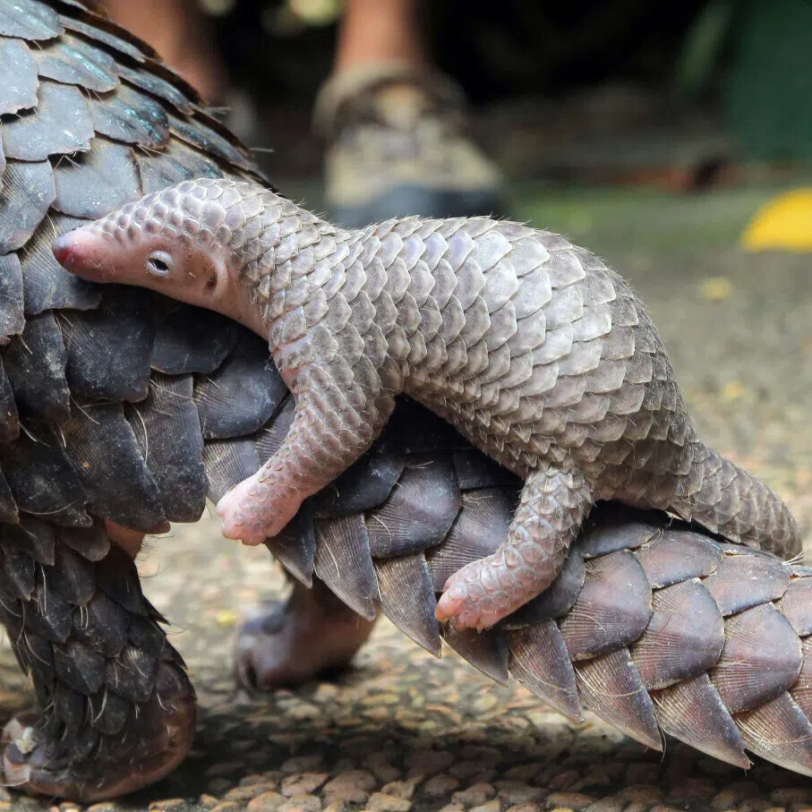 Pangolin scales are highly valued in traditional Chinese medicine for their supposed health benefits.
