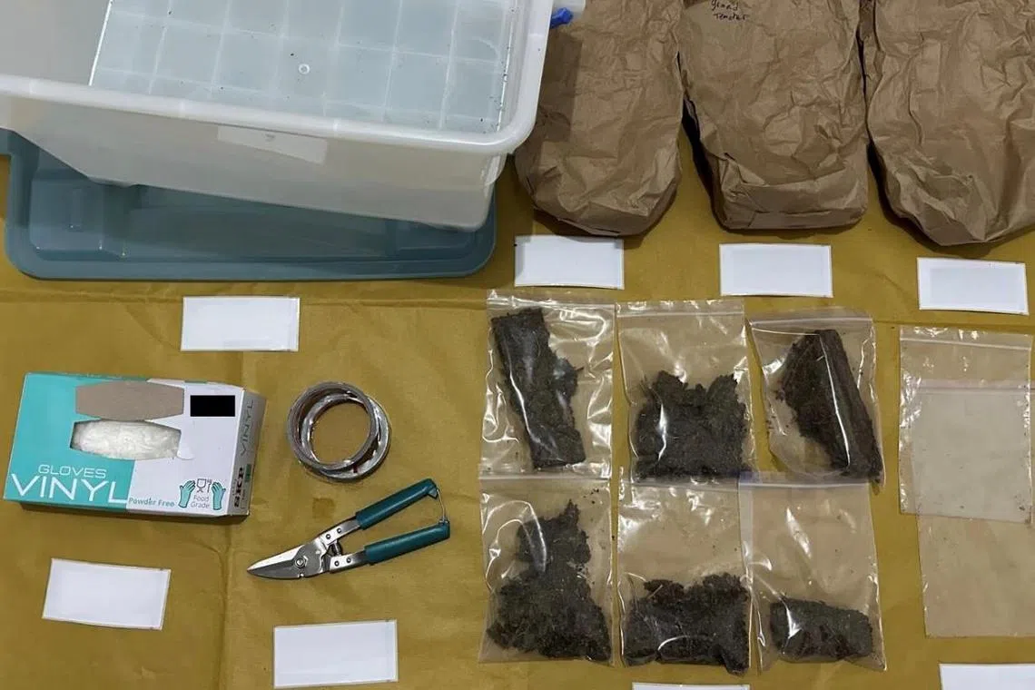 There was a 71 per cent spike in the number of cannabis abusers arrested.