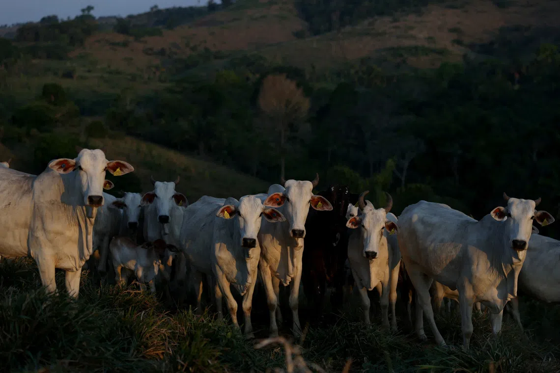 Cattle stand in a farm in Novo Repartimento, Para state, Brazil September 11, 2025. REUTERS/Amanda Perobelli