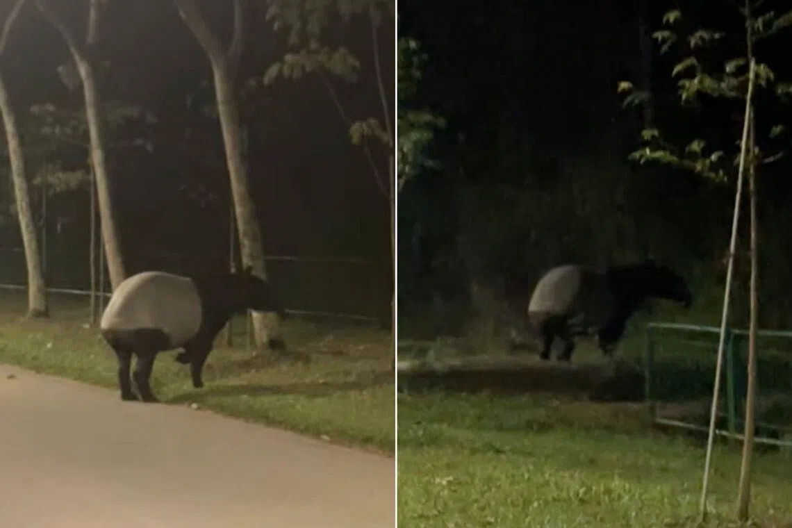 Mr Eric Teo told The Straits Times that the size of the tapir was slightly bigger than half a normal sedan.