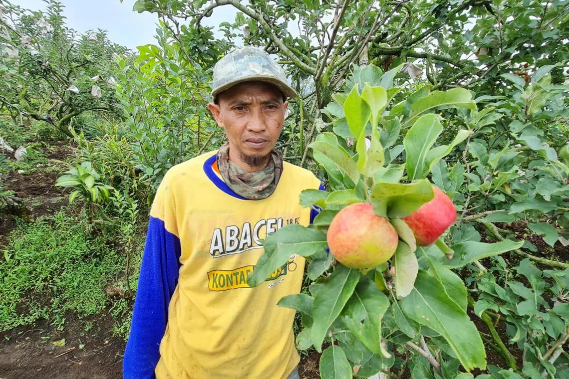 Apple farmer Agus Ridwan says climate change has been wreaking havoc on apple harvests at his 0.4ha orchard in Sumbergondo village in Batu city, East Java.