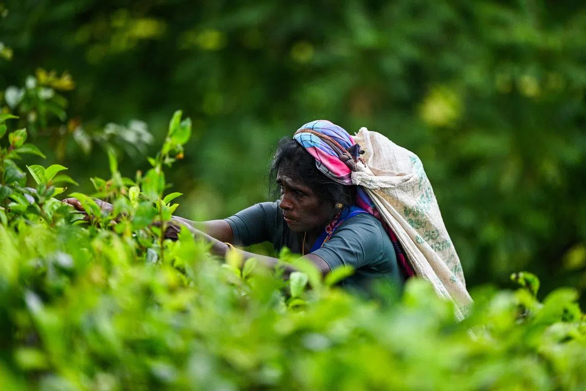 A woman farmer reaps leaves at a tea estate in Nuwara Eliya on December 27, 2023. (Photo by Ishara S. KODIKARA / AFP)