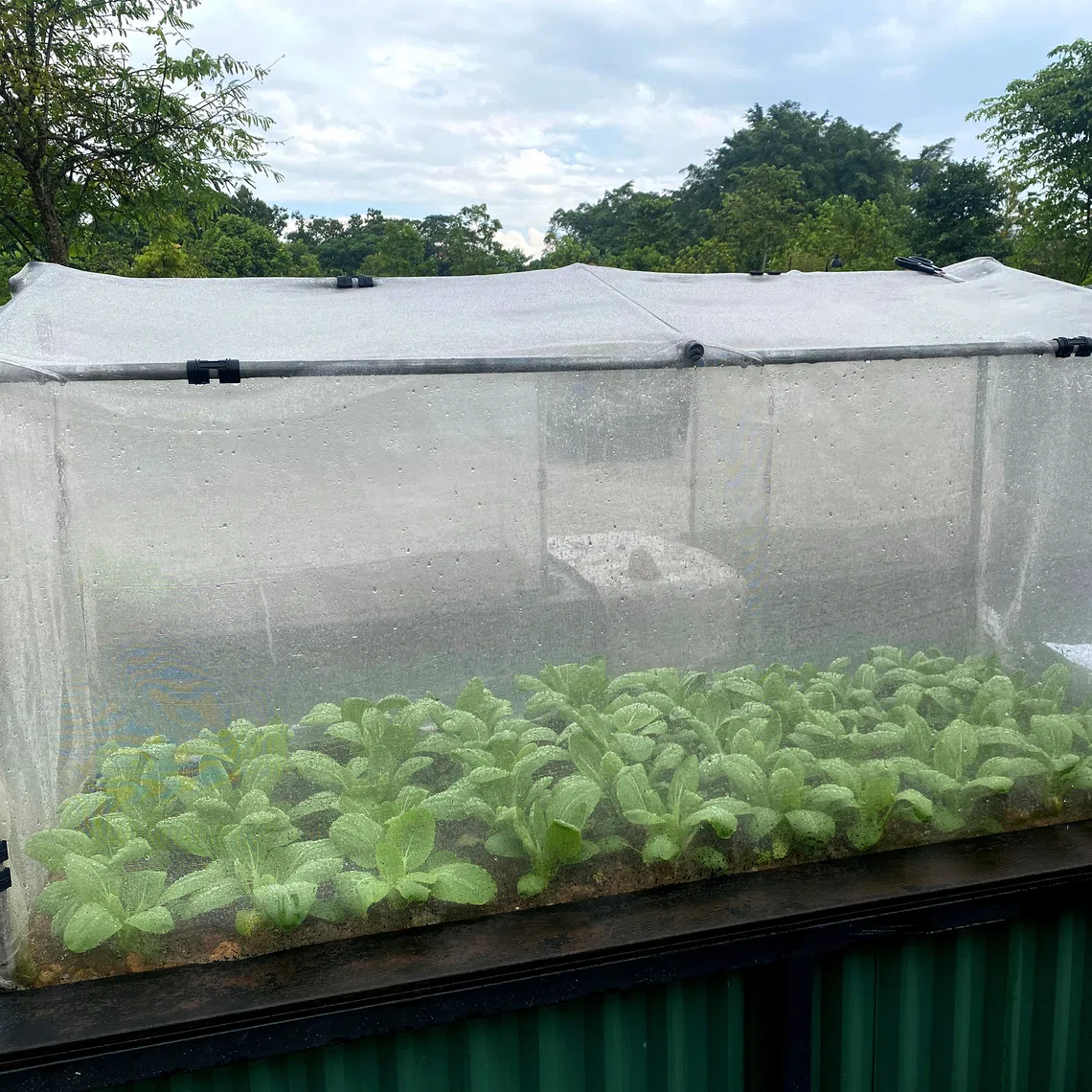 Netted enclosures can prevent pest and rain damage to plants.