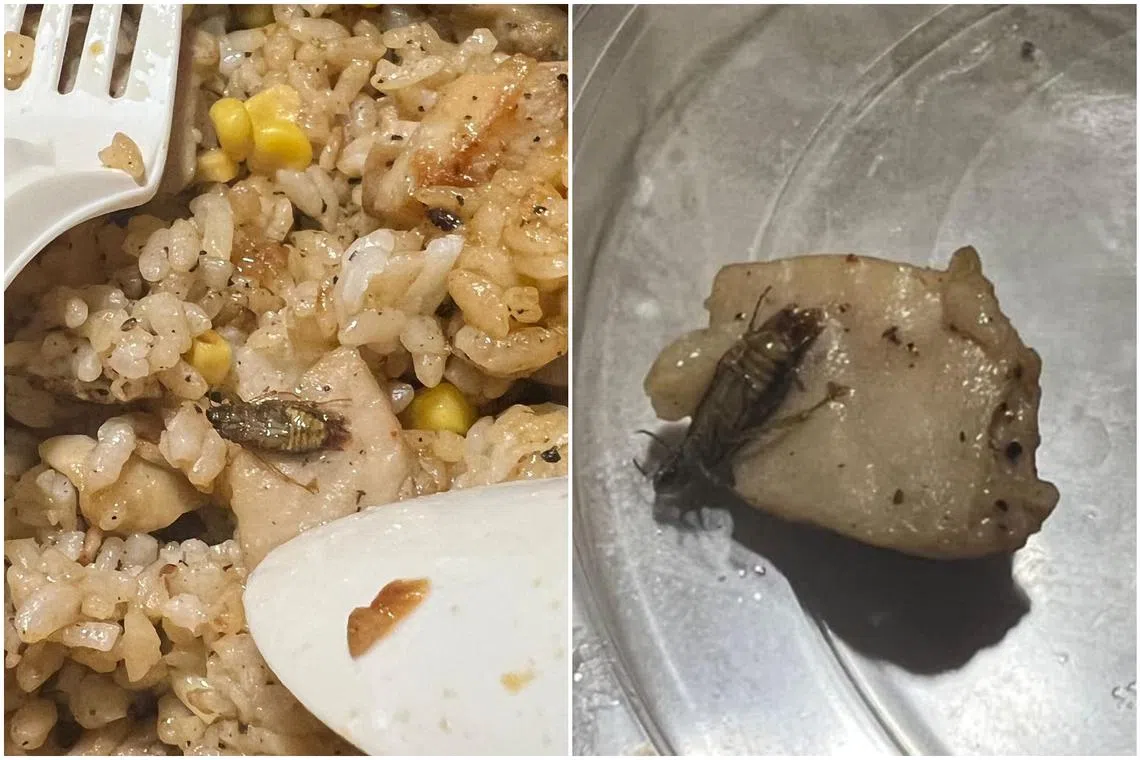 Photos in a Facebook post show an insect on the rice from the Pepper Lunch outlet at Compass One in Sengkang.