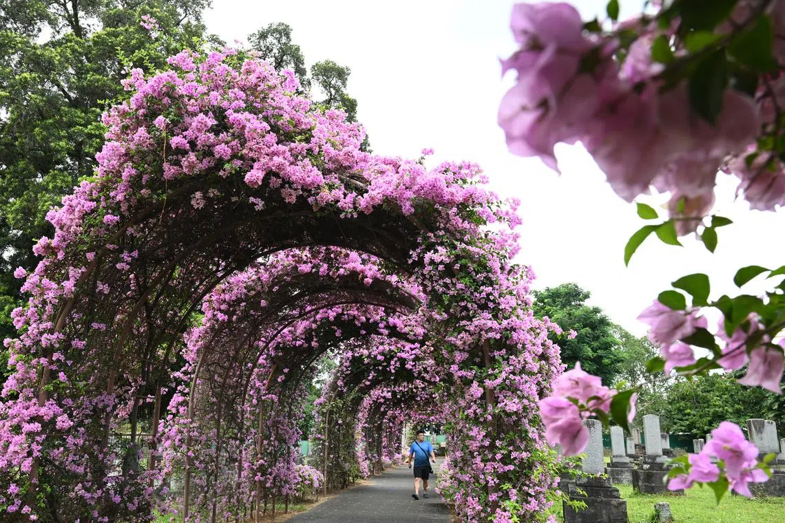 Bougainvillea archways at the Japanese Cemetery Park on Aug 23, 2024.